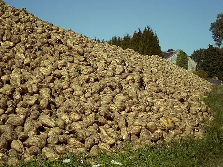 Tas de betteraves sur le plateau du Chemin des Dames, évoquant la mémoire de la Grande Guerre. Photo VS